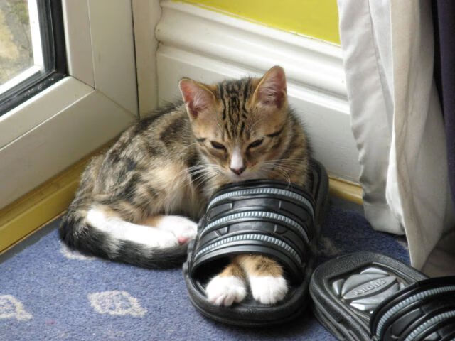 体操全能赛决出冠军中国队夺得团体第一，体操全能决赛出场顺序