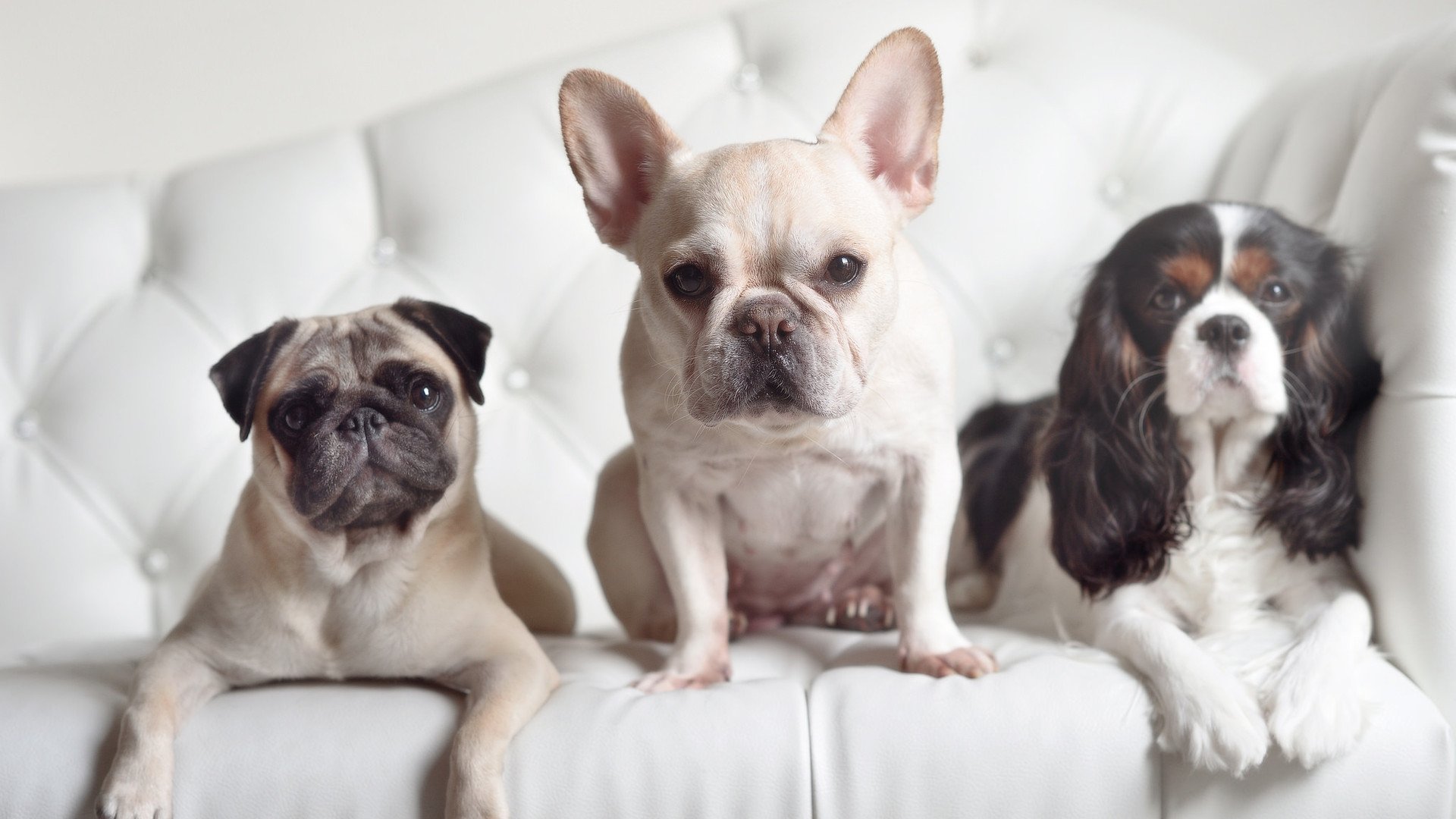 体育新闻中心发布智能体育赛事分析平台，10.21.6.21体育智能化系统