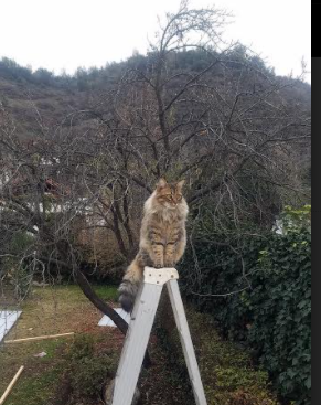 战术犯规是否成为抗衡超级球队利器,战术犯规是否成为抗衡超级球队利器