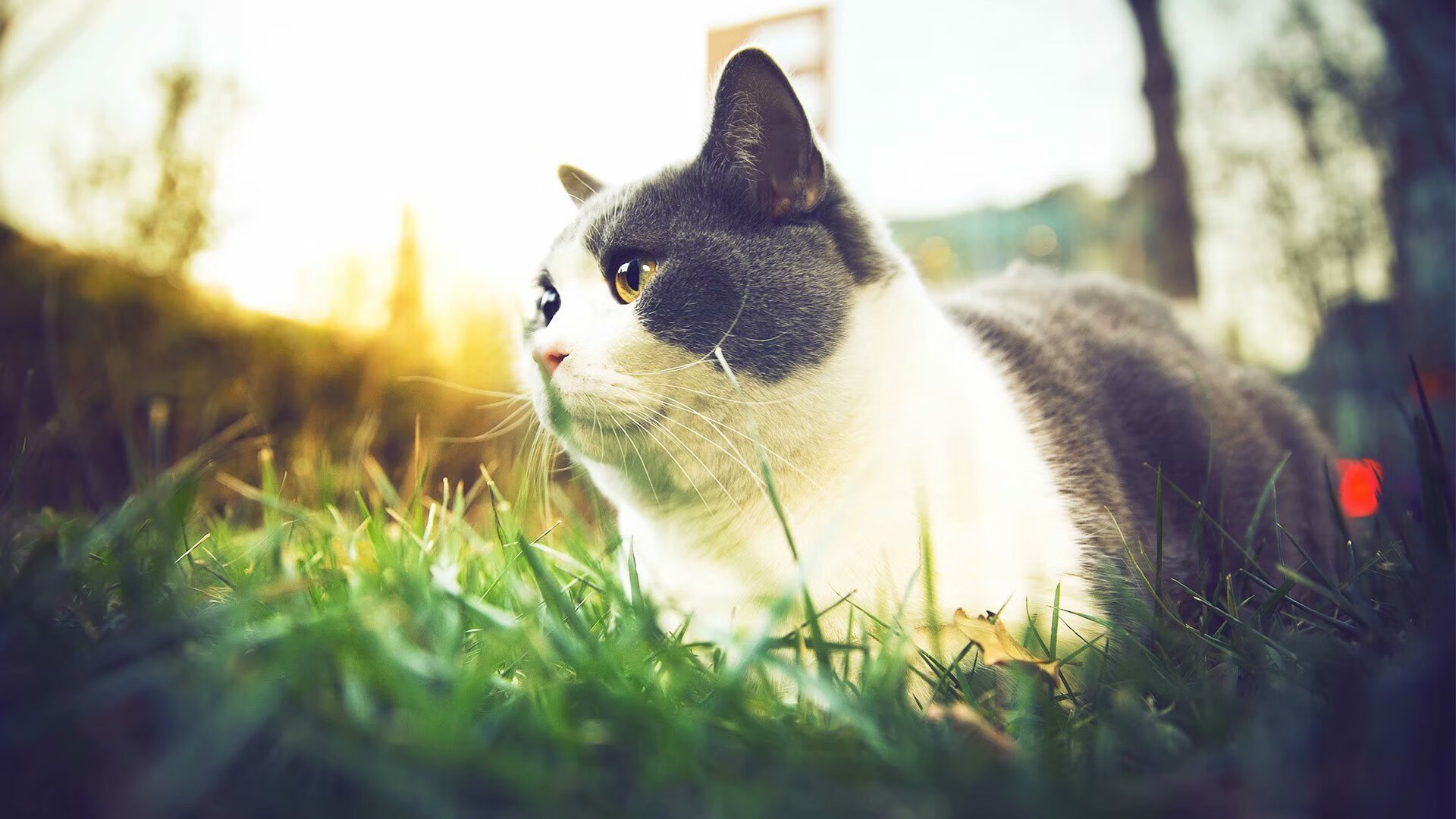 裁判判罚标准趋于稳定为比赛营造更加公平竞争环境,裁判的规则